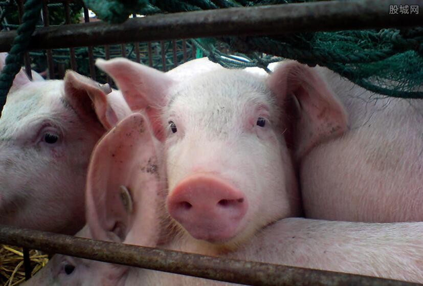綜合報道丨A股養殖板塊全線拉升 豬價上漲或難以持續