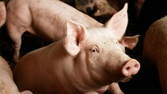 联合国召开紧急会议应对亚洲非洲猪瘟