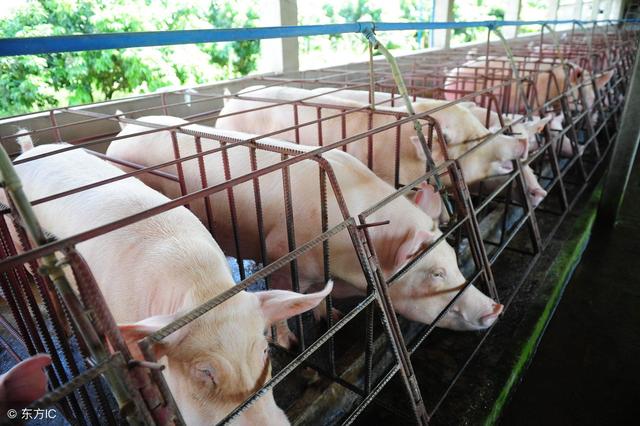环保、疫情和无抗养殖，将决定生猪养殖的发展方向