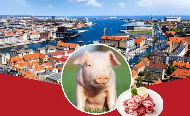 评论：为什么丹麦皇冠进军中国养猪业，我们慌了？