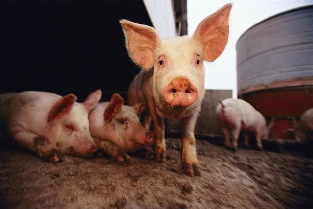 比利时非洲猪瘟疫情蔓延 确诊病例已增加至15例