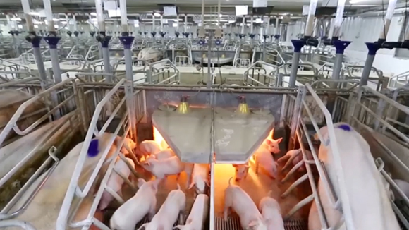 【未来猪场第五期】如何利用智能化设备获得高效的母猪饲养模式？