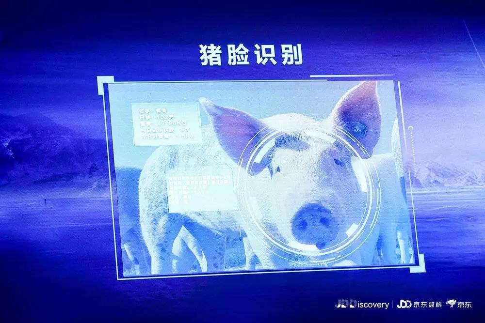京东提出智能养殖解决方案“猪脸识别”科技成热门话题