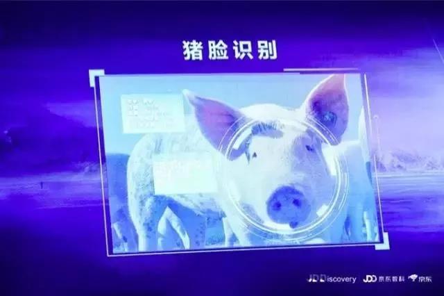 “京东猪”与网易、阿里养的猪有何异同？
