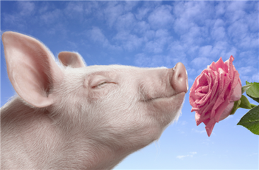 总裁观点 | 高全利：对中国养猪产业发展趋势提6个大胆判断！