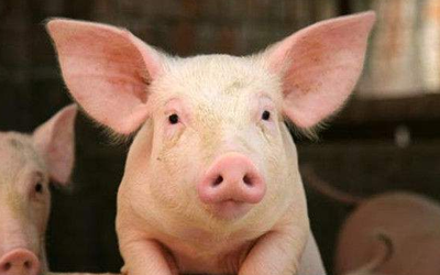 山东发布生猪产业监测预警报告：种猪存栏下降41.2%