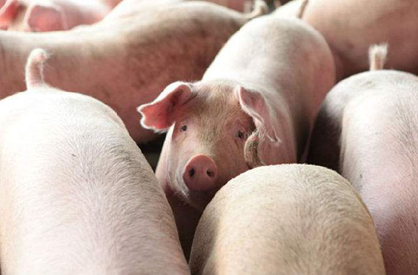 傲农生物 | 拟定增募资13.9亿元发力生猪养殖项目