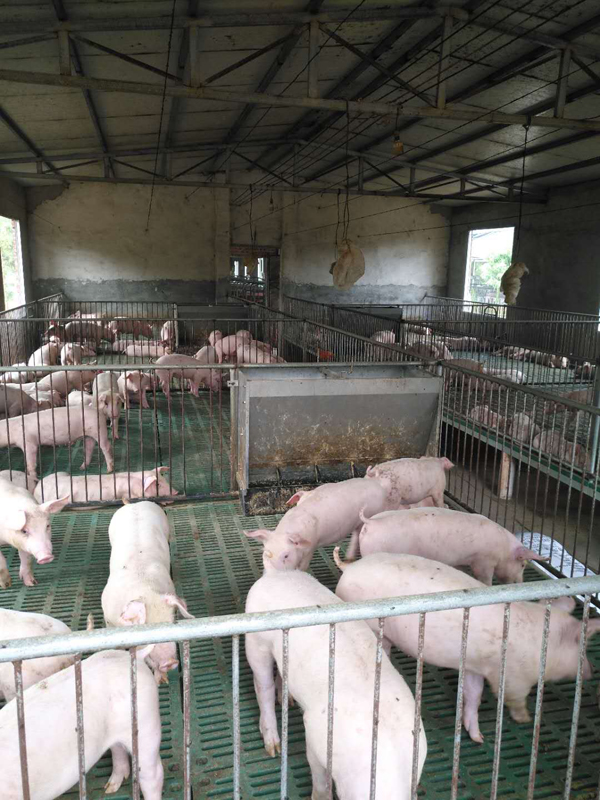 案例分析 | 为何这家种猪企业能让猪场经营效益提高20%
