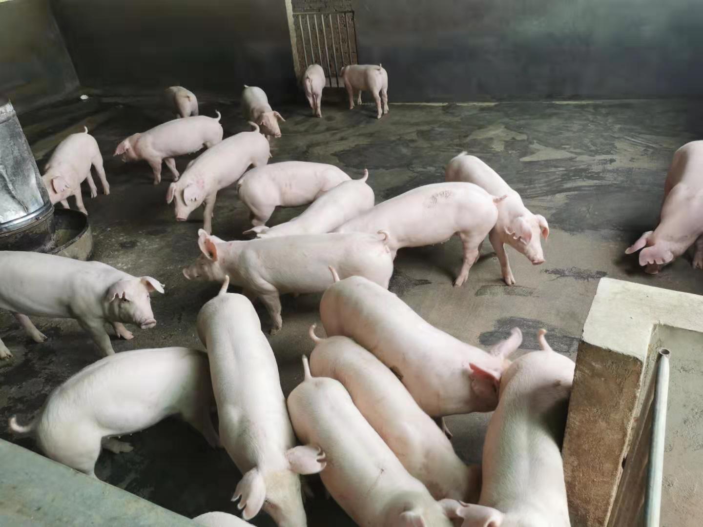案例分析 | 这家种猪企业为何能成为猪场复产引种的首要选择？