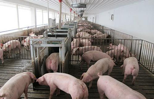 中国自然资源部 农业农村部：允许“建楼”养猪