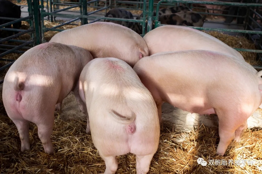 爱猪精选 | 为什么全国养殖户都抢着跟双胞胎合作养猪？