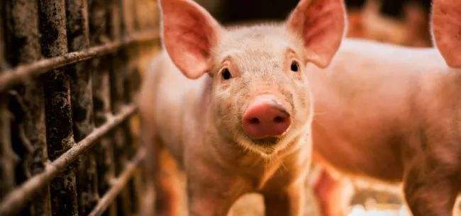 综合报道丨标准化规模化防疫病 生猪产业提质增效