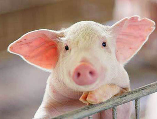 白善霖：美国以5年的数字来算养猪的经济效益
