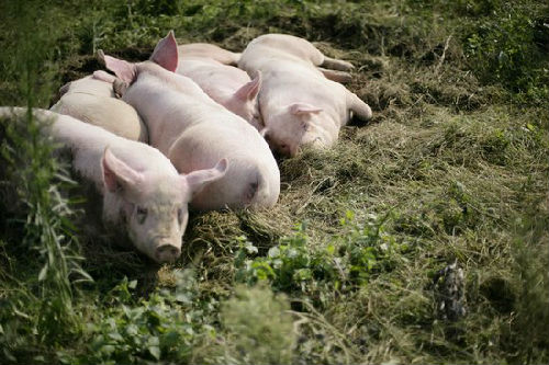 养好猪需要十分懂得猪的需求 熟悉猪的信号