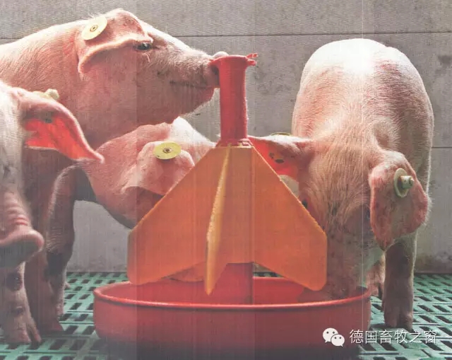 欧洲产房宝典系列（四） —— 哺乳仔猪营养秘笈