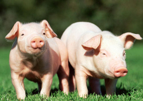 湖南道县：2015年出栏生猪99.5万头  存栏66.3万头