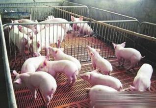 温氏投资15.3亿元在辽宁凌源建生猪养殖项目