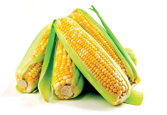 东北临储收购量增加  或将为玉米带来涨机