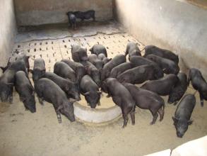 辽宁：生猪价格上涨没拱高头肉价
