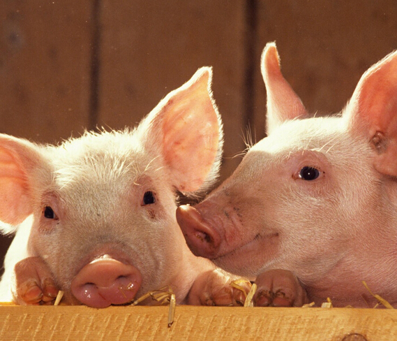 合理淘汰种猪 促进养殖增效