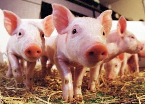 大北农10万头生猪养殖项目落户新疆
