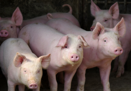 湖南道县生猪一体化养殖项目正式启动