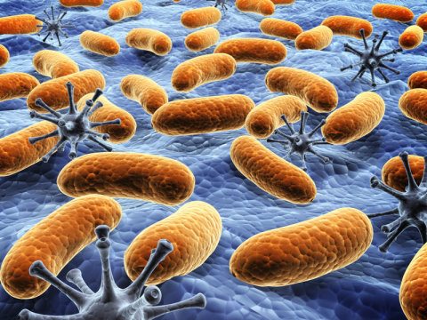 抗生素为肠道中的病原菌提供了“呼吸”的氧气