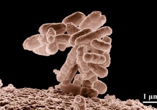 研究：头孢噻呋对猪共生大肠杆菌敏感性的影响