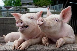 辽宁：2016年生猪标准化养殖改扩建可一次性补贴50万