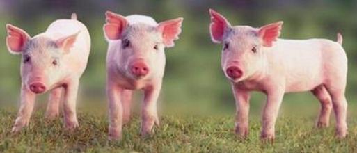海南：2020年生猪年出栏达600万头，饲料年产量300万吨