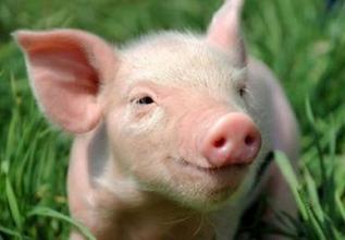 河南：2015年生猪饲养量为1.05亿头，居全国第二位 