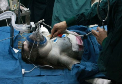猪器官移植猴子体内 创纪录健康存活51天