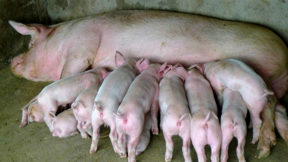 农村养猪补贴知晓率仅6.25%，国家补贴该如何落实到每一个养殖户