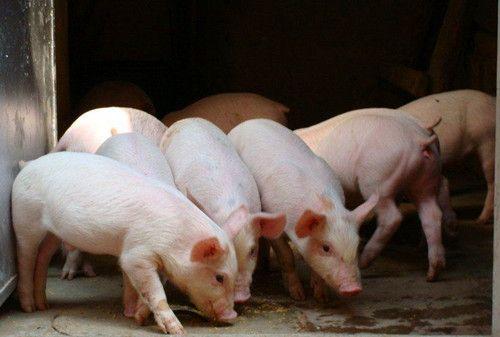 海南：到2020年生猪年出栏将控制在600万头左右
