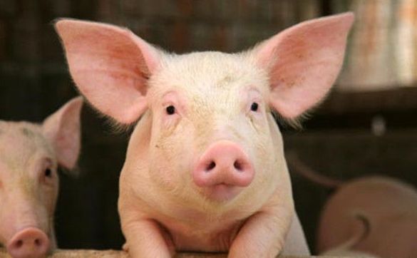 无抗日粮和L-谷氨酰胺替代抗生素对断奶仔猪产生哪些影响