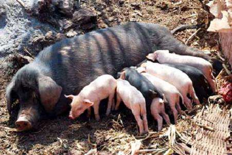 饲料的营养与品质对母猪高效生产至关重要！