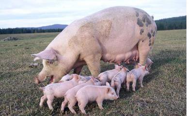 爱猪60秒—猪流行性腹泻抗病毒研究取得新进展
