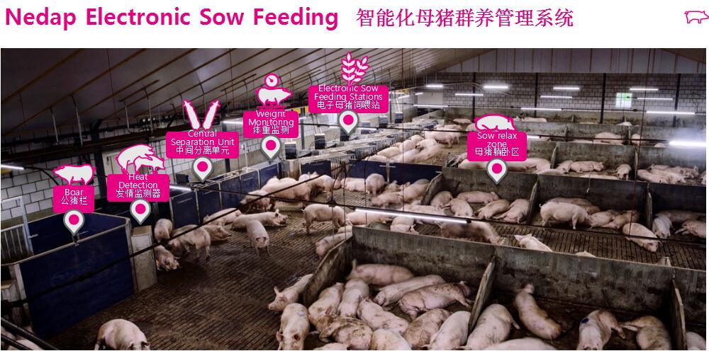 规模化猪场该如何改善母猪群养管理模式？
