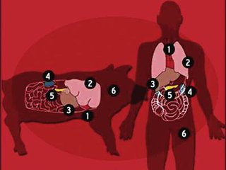 爱猪60秒—用猪器官培育人体器官移植器官