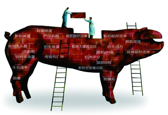 谈养猪：种猪是增强企业竞争实力的核心