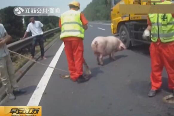运猪车高速追尾 交警“追捕”逃亡猪