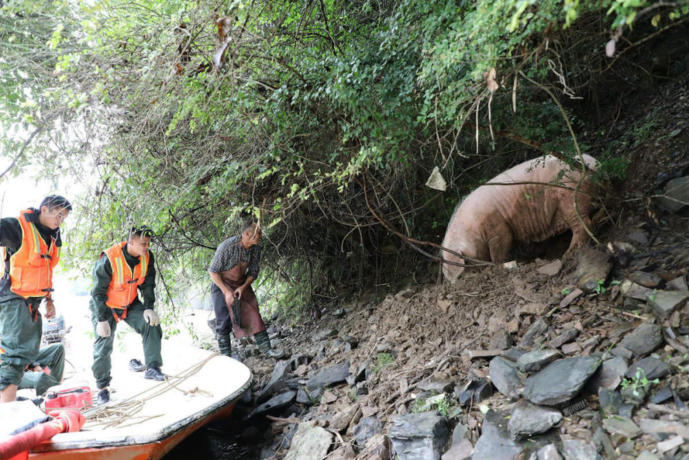 母猪被山洪冲到下游20公里奇迹生还 堪称猪坚强