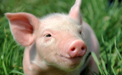 美国：220多万的生猪 未来5个月每周屠宰场增加10万头