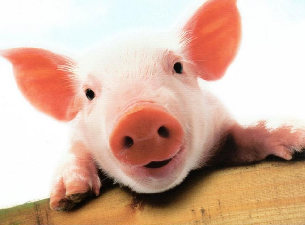 中秋国庆的到来，猪价上涨空间还是有限？