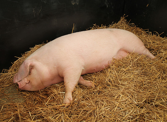 为什么丰容的猪舍环境可以降低仔猪死亡率？