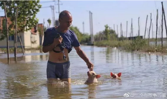 山东潍坊溺亡畜禽421.4万只！感觉这一辈子都被洪水冲跑了