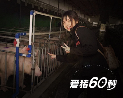 爱猪60秒