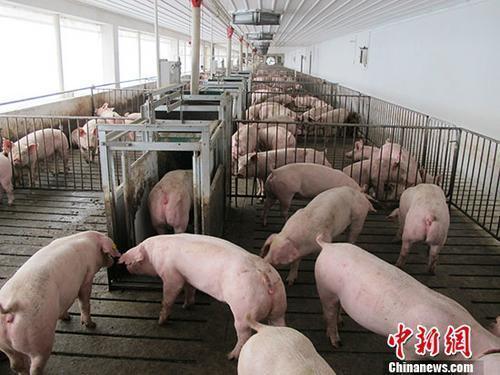 资料图:生猪养殖场. 中新社记者 林浩 摄